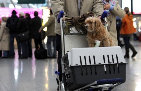 Đi máy bay được mang theo chó không