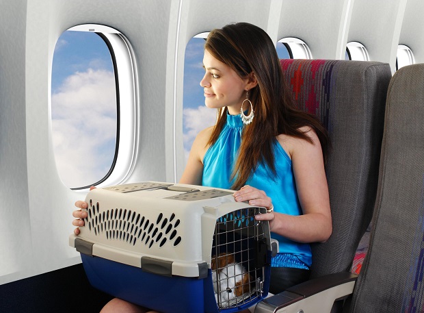 Có được mang vật nuôi lên máy bay không
